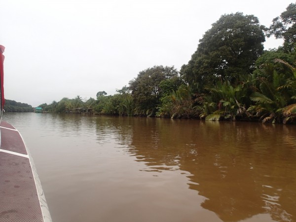 flodbredden ved regnskoven i Brunei