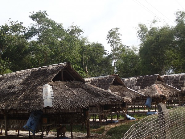 Hønsefarm på Bantayan Island